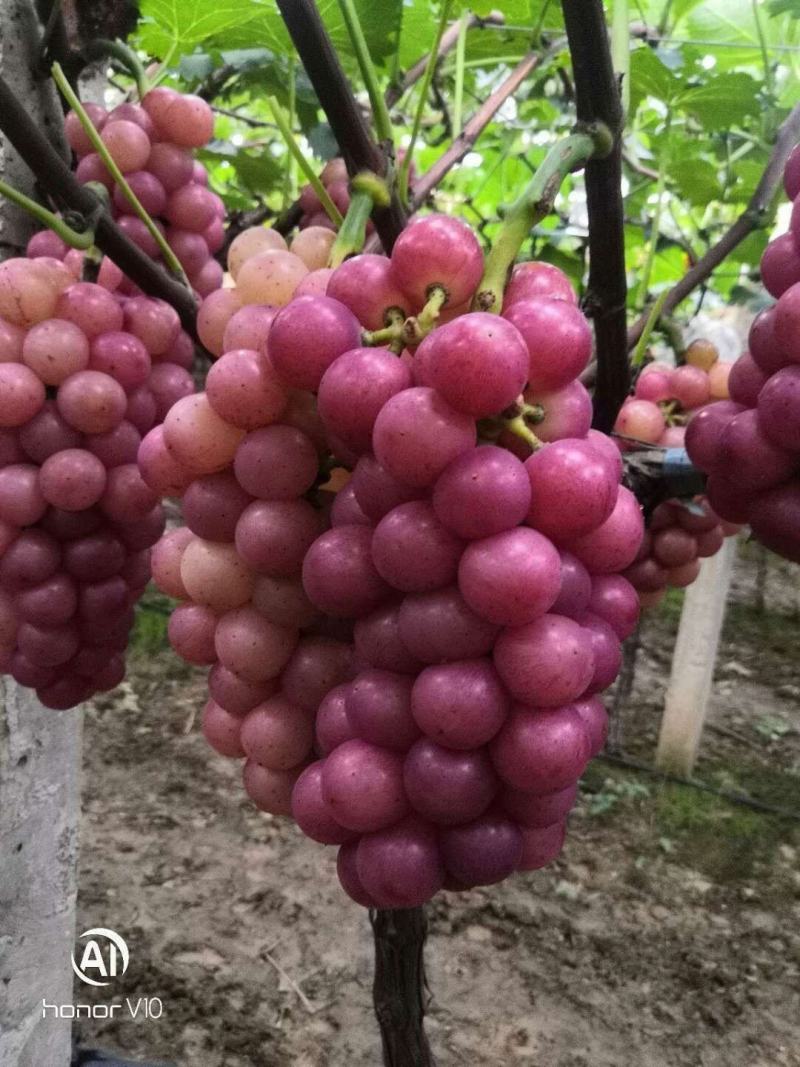 《巨峰葡萄》河南产地大量新鲜上市，果好价优，欢迎致电合作