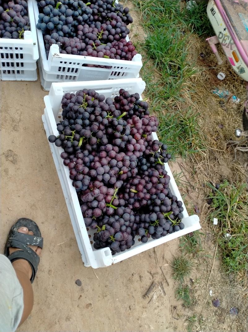威县夏黑葡萄大量上市了