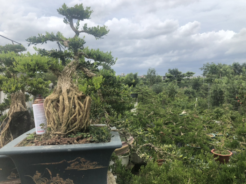 雀舌黄杨盆景造型黄杨盆景四季春