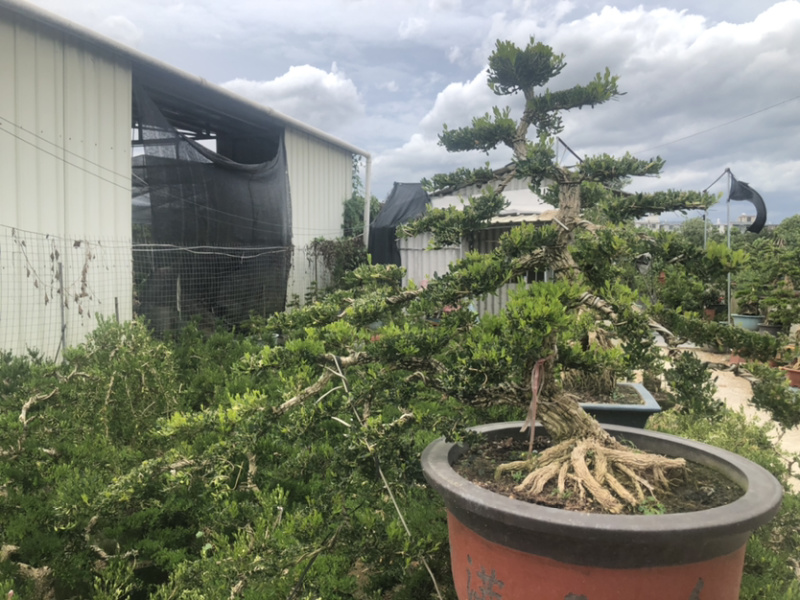 雀舌黄杨盆景造型黄杨盆景四季春