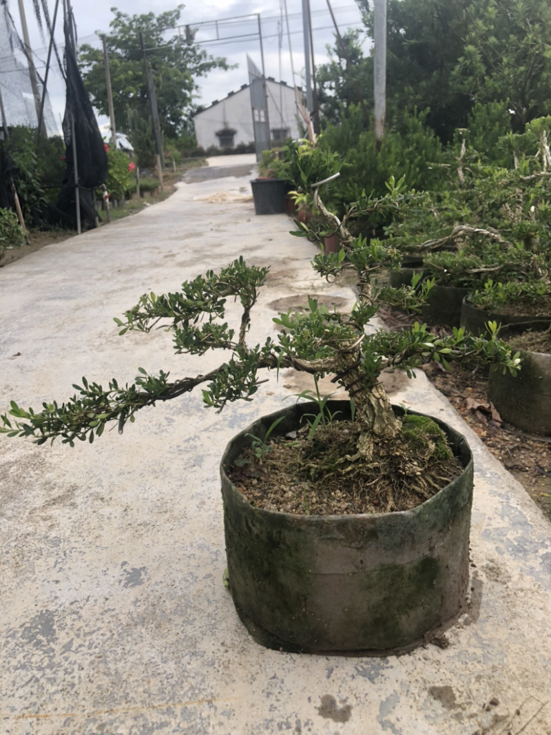 雀舌黄杨盆景造型黄杨盆景四季春