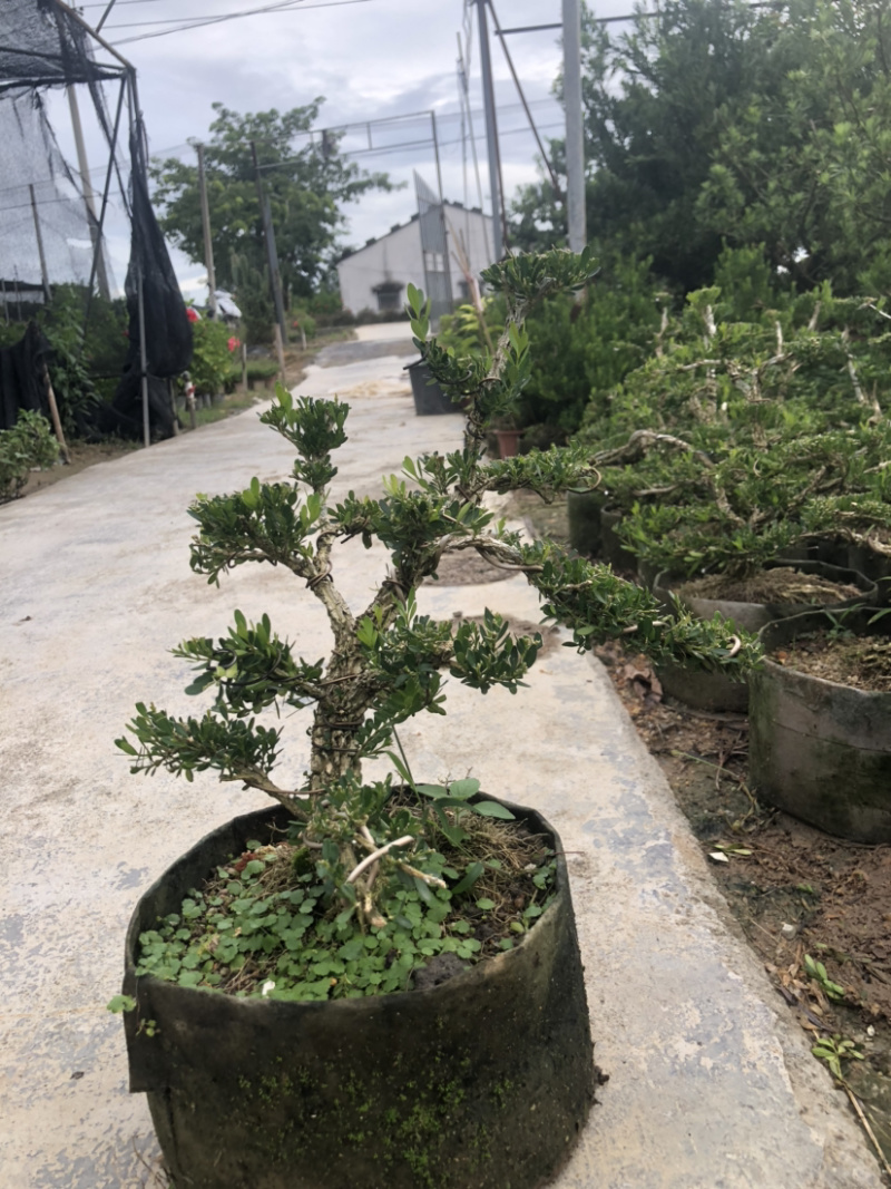 雀舌黄杨盆景造型黄杨盆景四季春