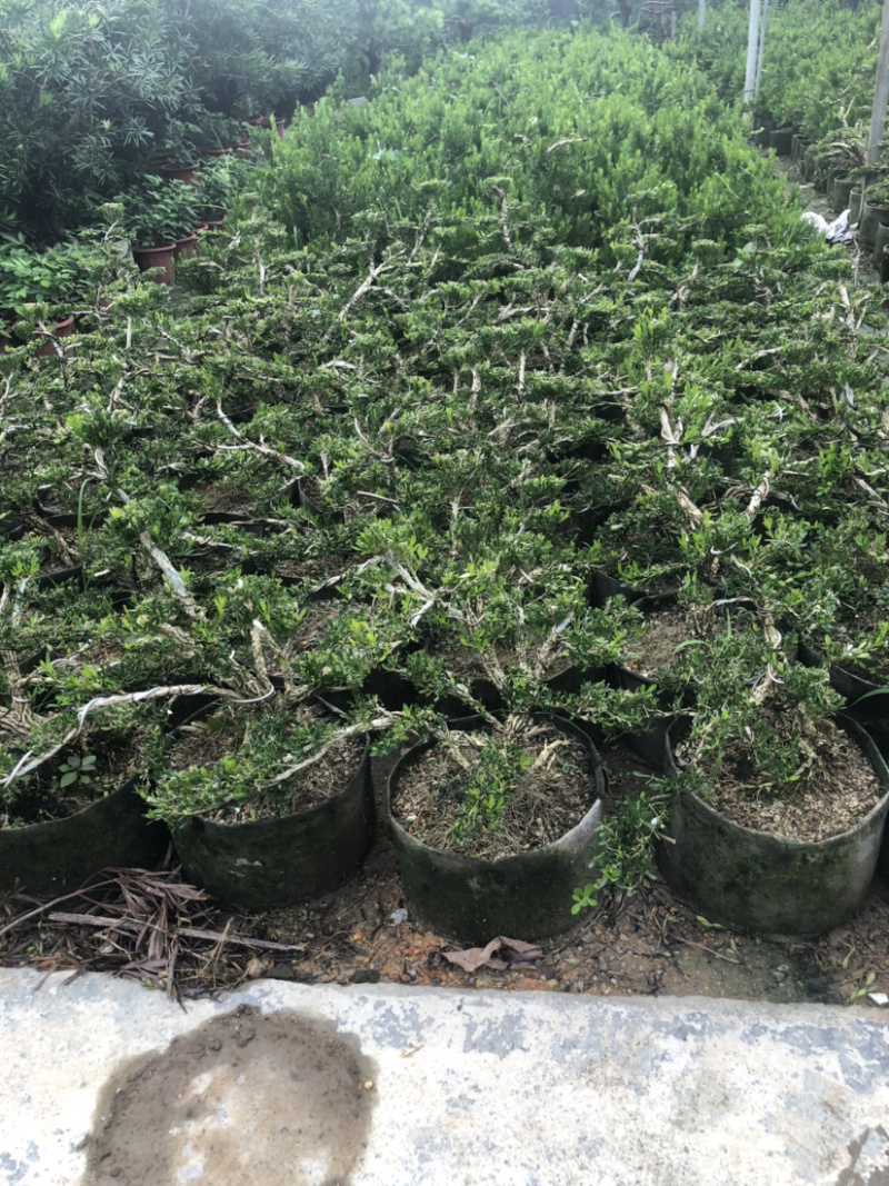 雀舌黄杨盆景造型黄杨盆景四季春