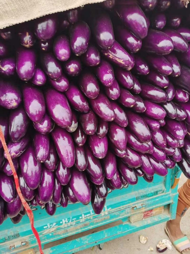 河南茄子精品茄子广茄，紫长茄量大质优支持视频看货代发全国