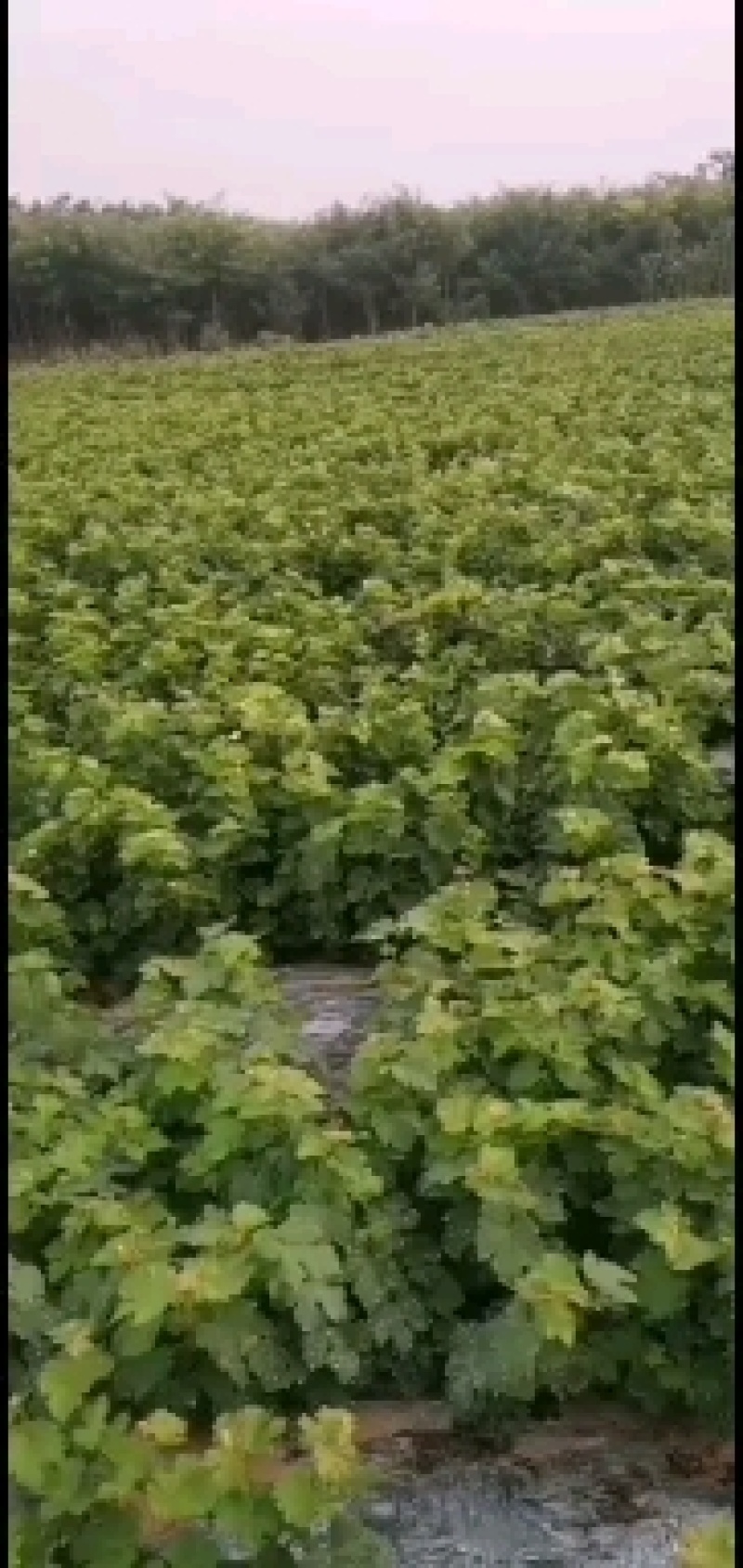 克伦生葡萄苗，成活率高，技术指导，保品种，可签合同