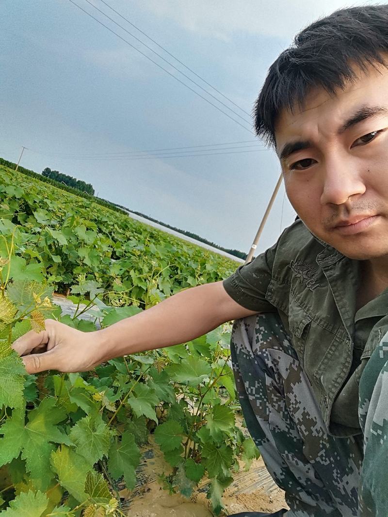 摩尔多瓦葡萄苗，成活率高，技术指导，保品种，可签合同