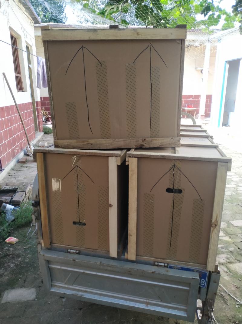 【精品】单棵灵芝盆景片全国供应产地直销质优价廉欢迎下单