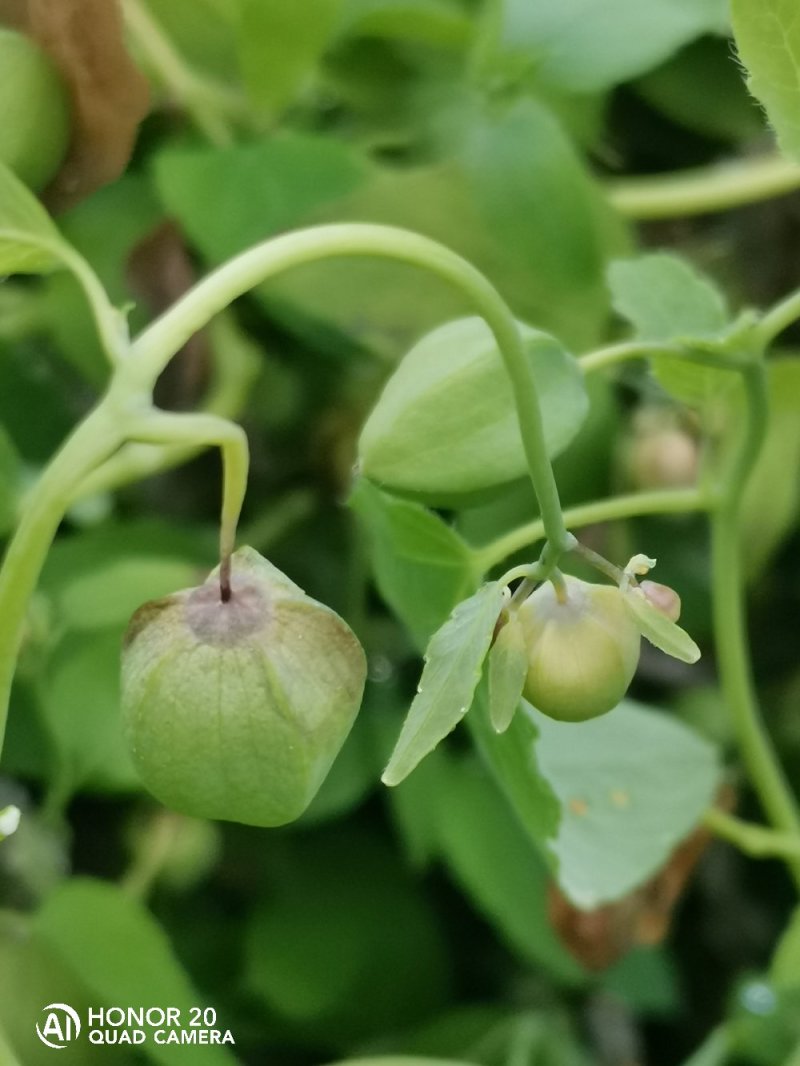 桶肥～施地美～20公斤～含矿源黄腐酸钾含矿源黄腐酸腐植酸