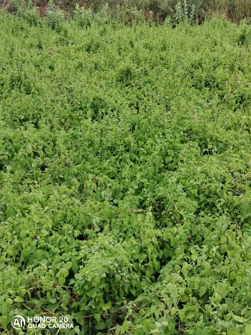 桶肥～施地美～20公斤～含矿源黄腐酸钾含矿源黄腐酸腐植酸