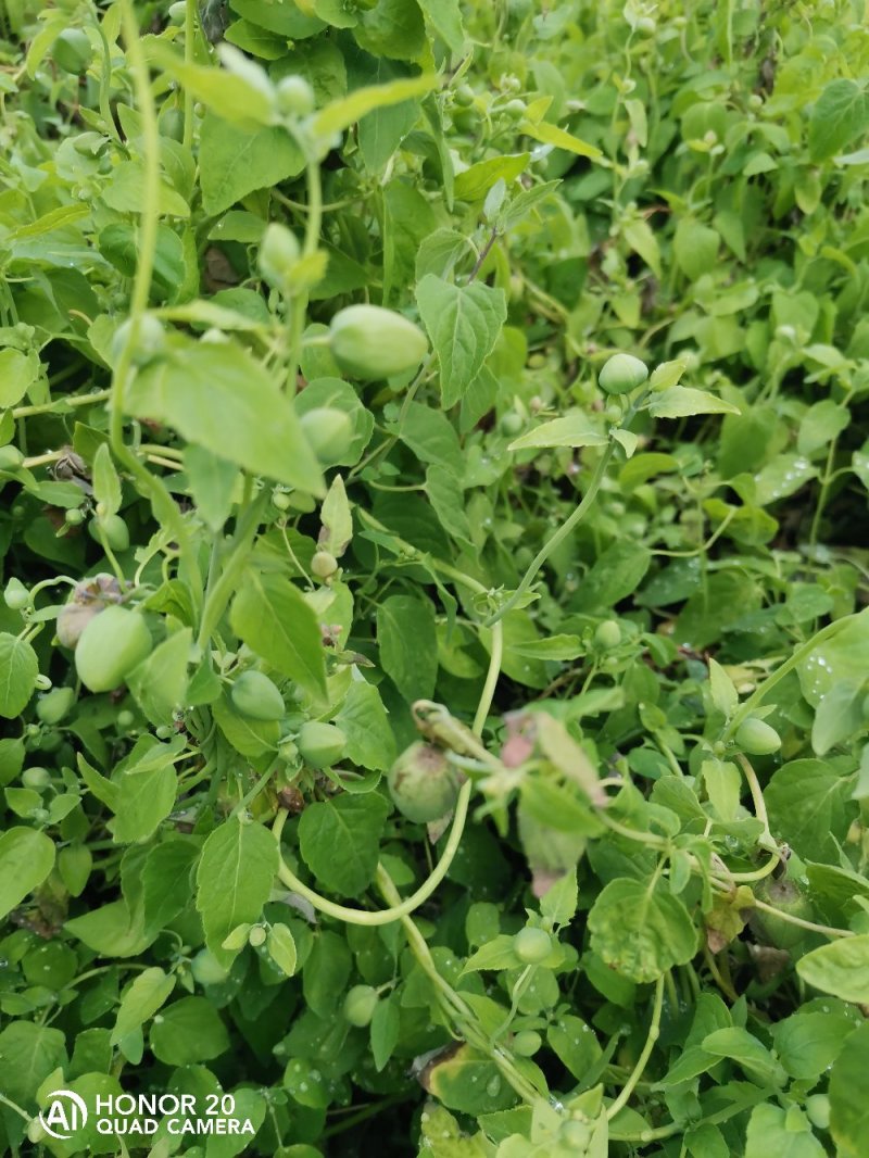 桶肥～施地美～20公斤～含矿源黄腐酸钾含矿源黄腐酸腐植酸