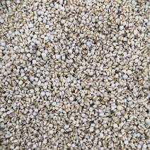 薏米薏米仁新货量大从优批发各种中药材