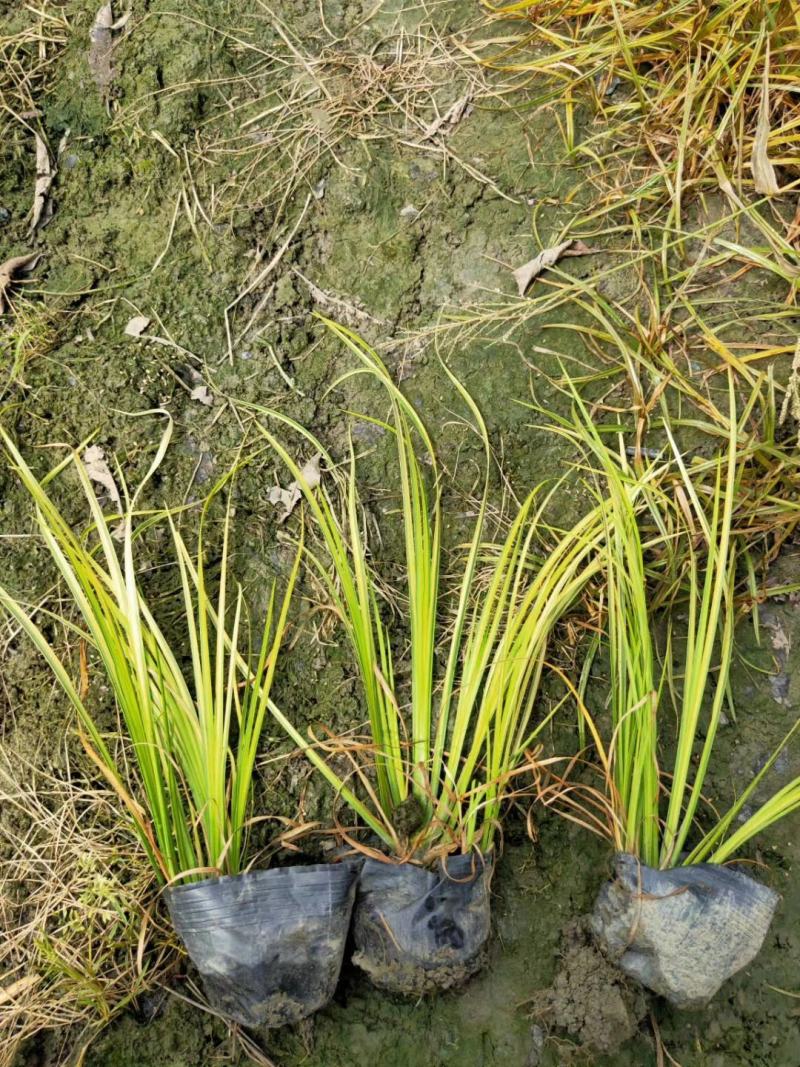 金叶菖蒲杯苗，金叶菖蒲价格，金叶菖蒲介绍