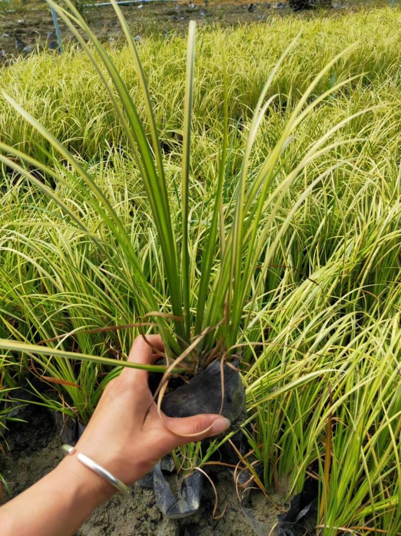 金叶菖蒲杯苗，金叶菖蒲价格，金叶菖蒲介绍