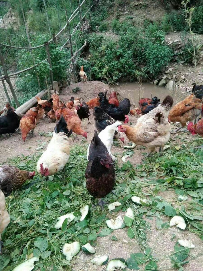 鸡鸭禽类运输笼周转框包邮加厚加固厂家直销