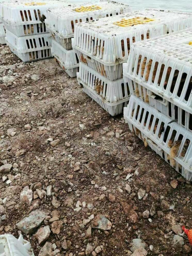 鸡鸭禽类运输笼周转框包邮加厚加固厂家直销