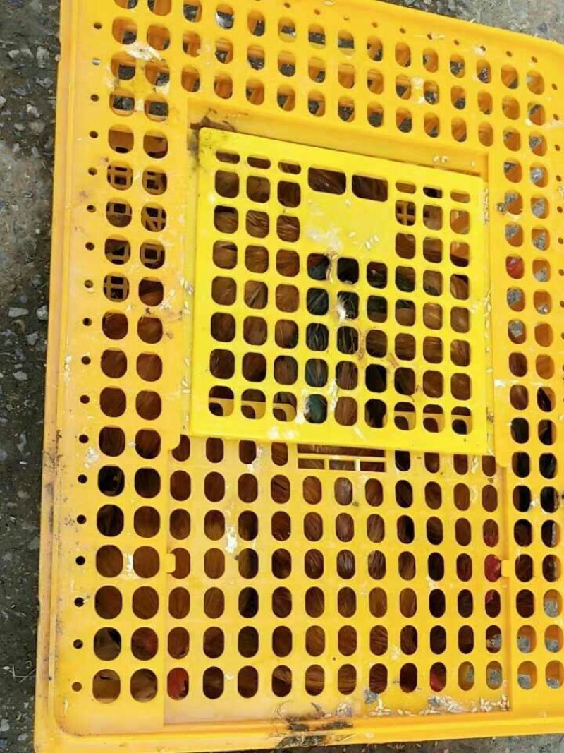 鸡鸭禽类运输笼周转框包邮加厚加固厂家直销
