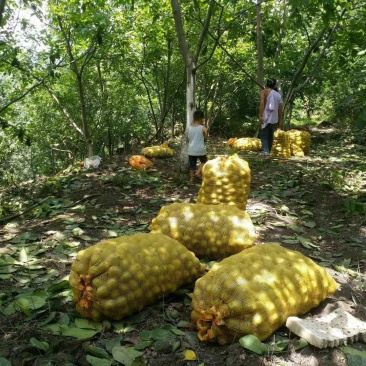 核桃产地货源质量很好
