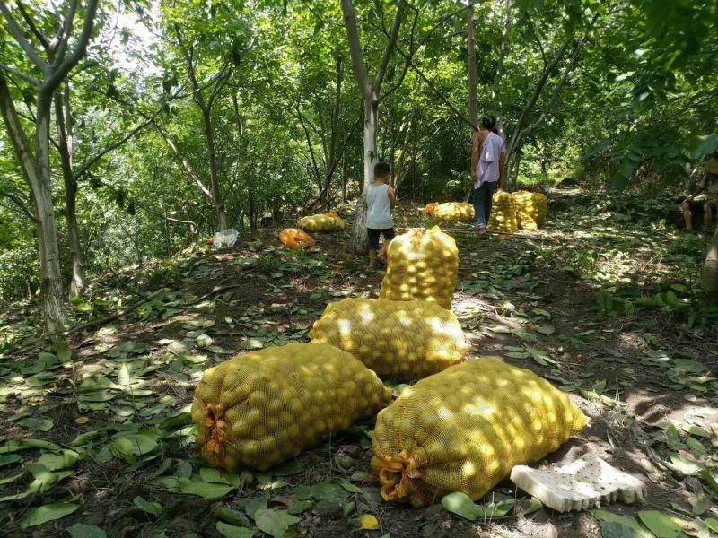 核桃产地货源质量很好