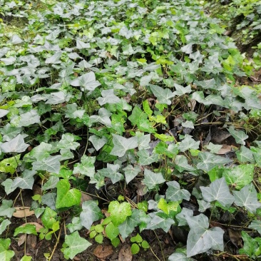 爬山虎价格，爬山虎基地在哪里，爬山虎介绍