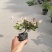 花叶络石双色杯杯苗，花叶络石价格多少，花叶络石成都货源