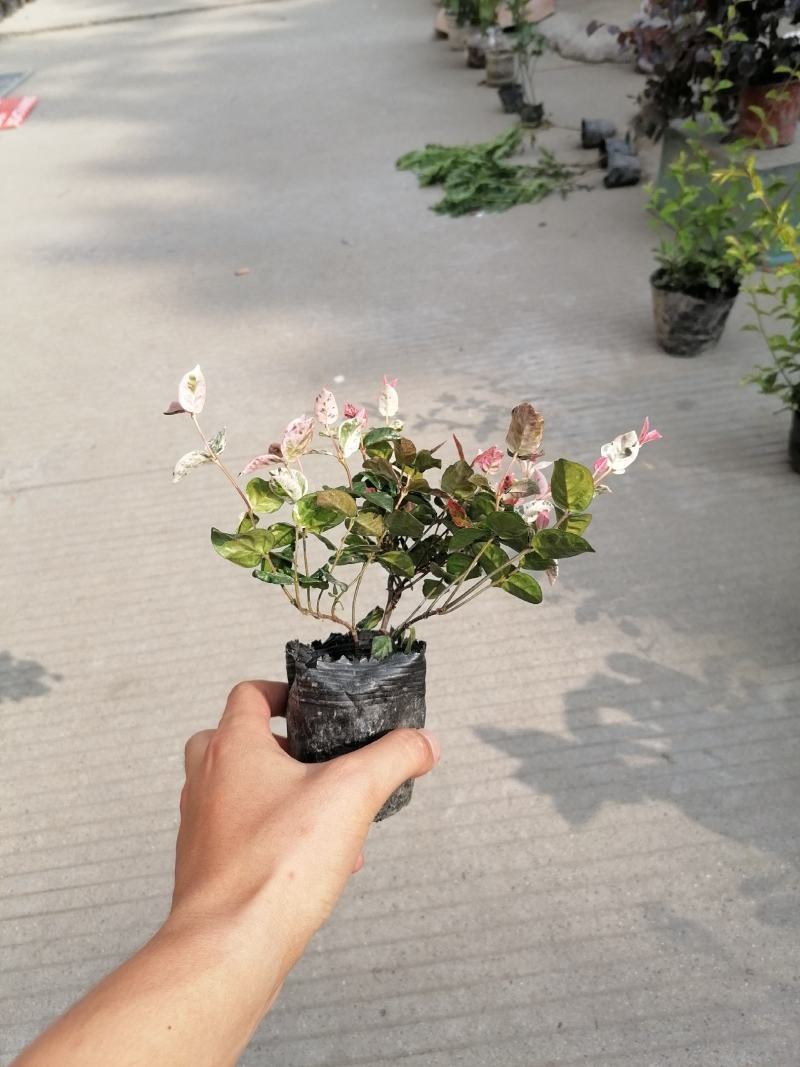 花叶络石双色杯杯苗，花叶络石价格多少，花叶络石成都货源