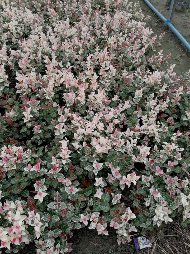 花叶络石双色杯杯苗，花叶络石价格多少，花叶络石成都货源