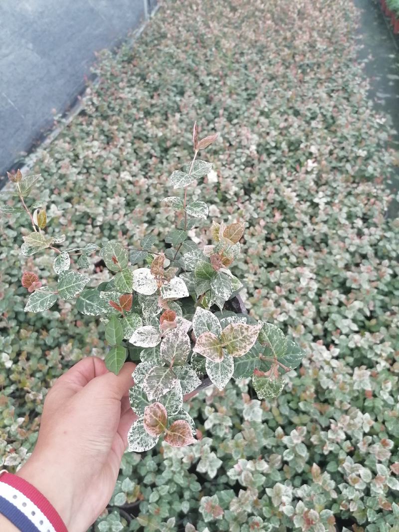 花叶络石双色杯杯苗，花叶络石价格多少，花叶络石成都货源
