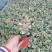 花叶络石双色杯杯苗，花叶络石价格多少，花叶络石成都货源