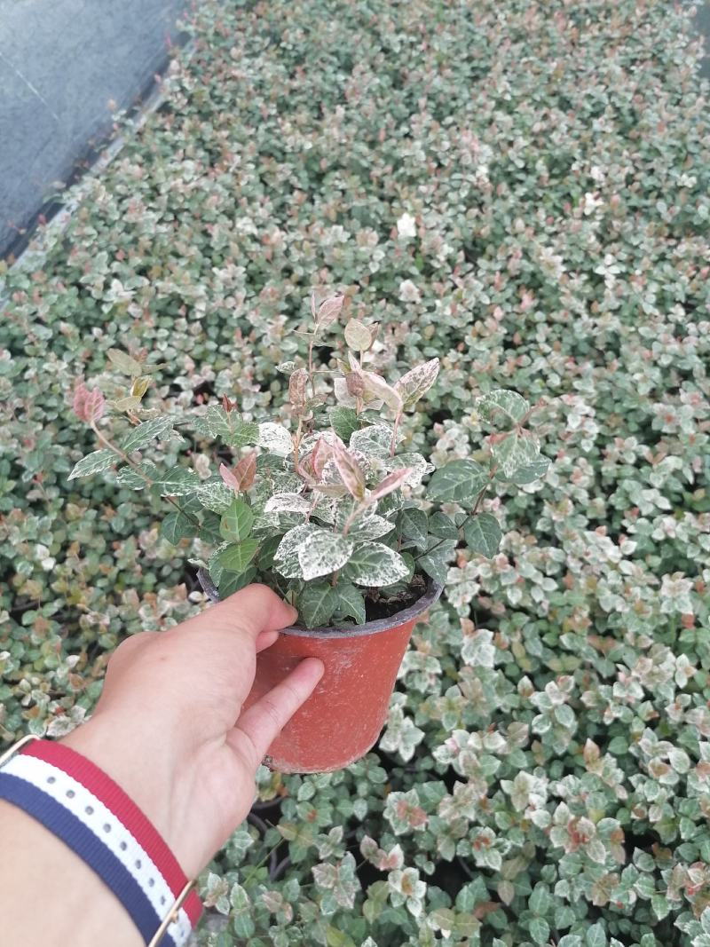 花叶络石双色杯杯苗，花叶络石价格多少，花叶络石成都货源