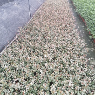 花叶络石双色杯杯苗，花叶络石价格多少，花叶络石成都货源