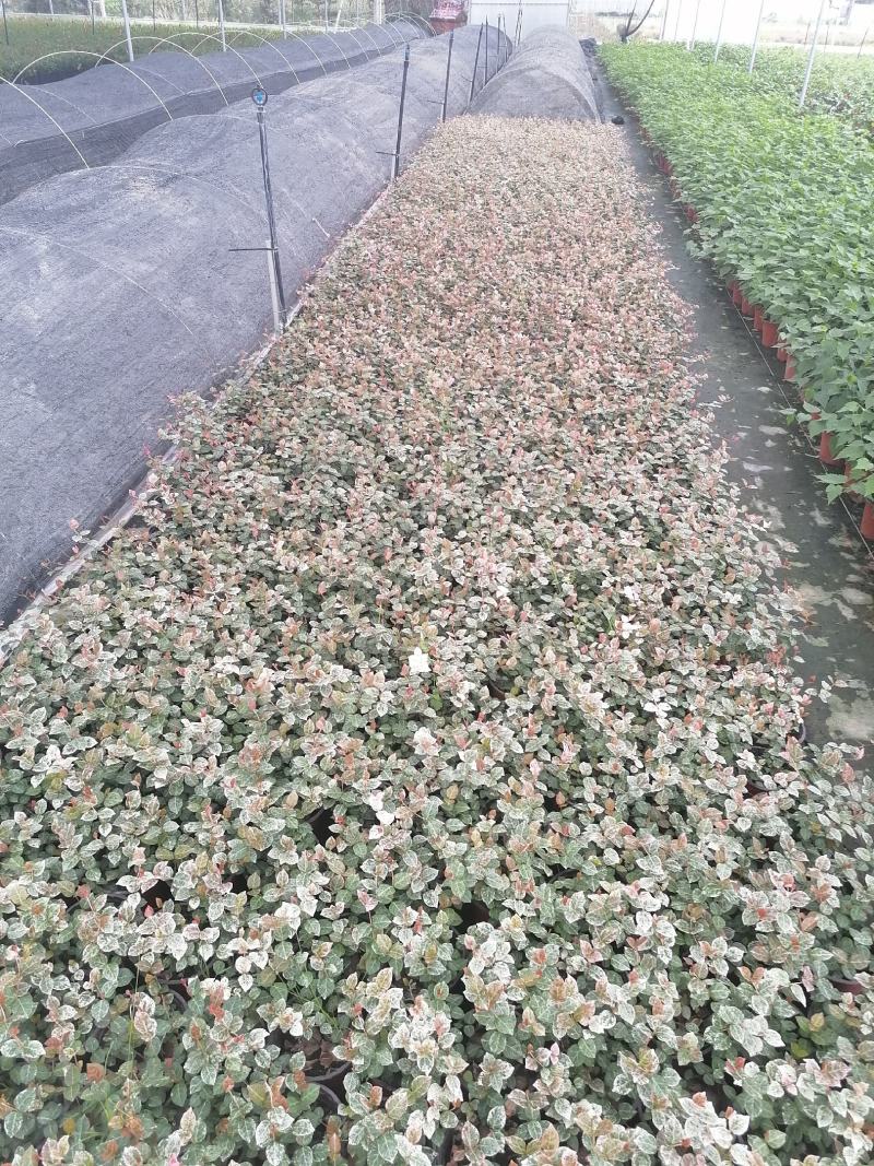花叶络石双色杯杯苗，花叶络石价格多少，花叶络石成都货源