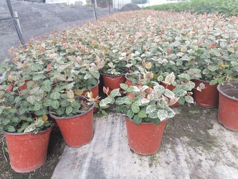 花叶络石双色杯杯苗，花叶络石价格多少，花叶络石成都货源