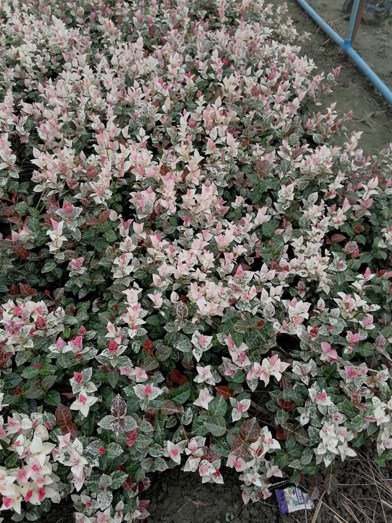 花叶络石双色杯杯苗，花叶络石价格多少，花叶络石成都货源