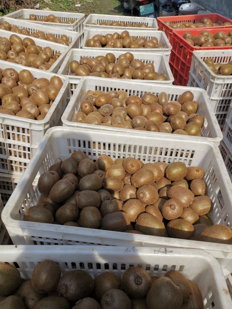 猕猴桃徐香，翠香80克起，对接电商，市场均可，发货全国，