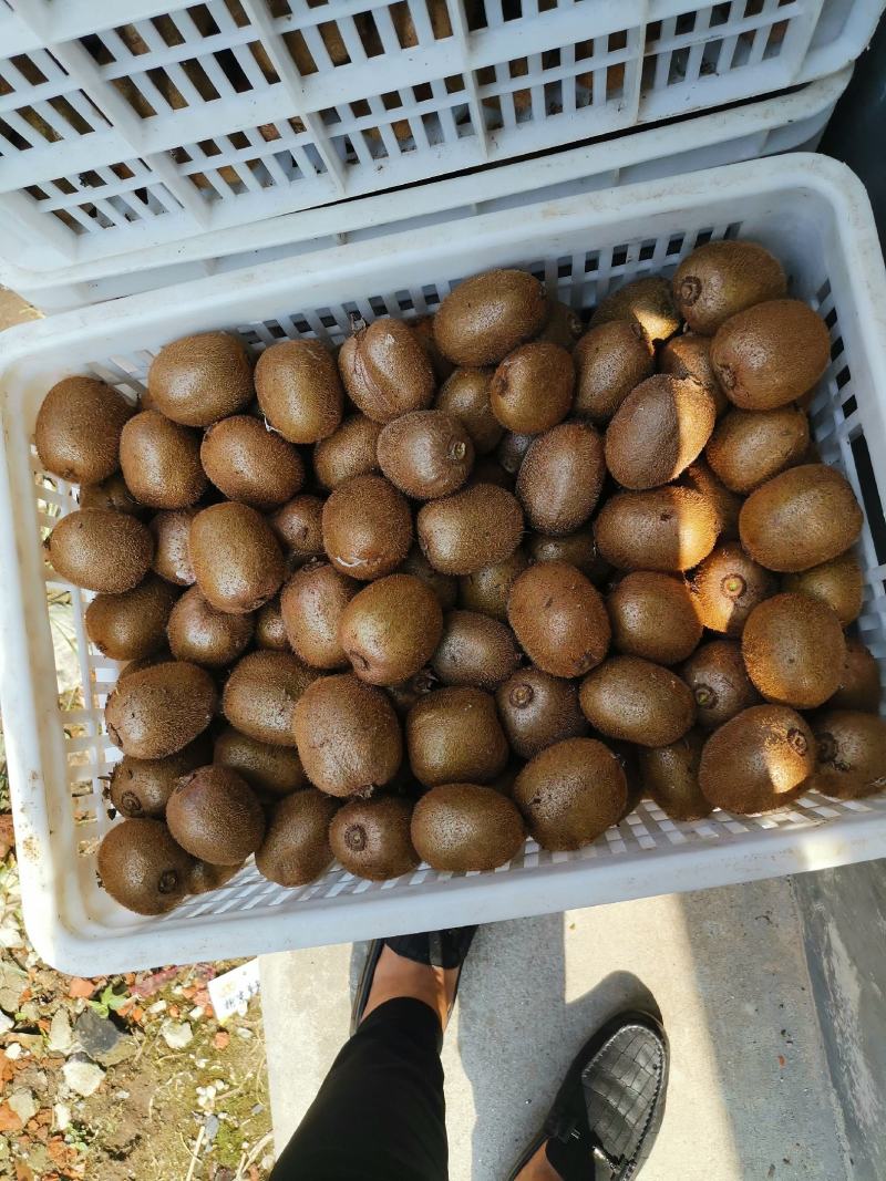 猕猴桃徐香，翠香80克起，对接电商，市场均可，发货全国，