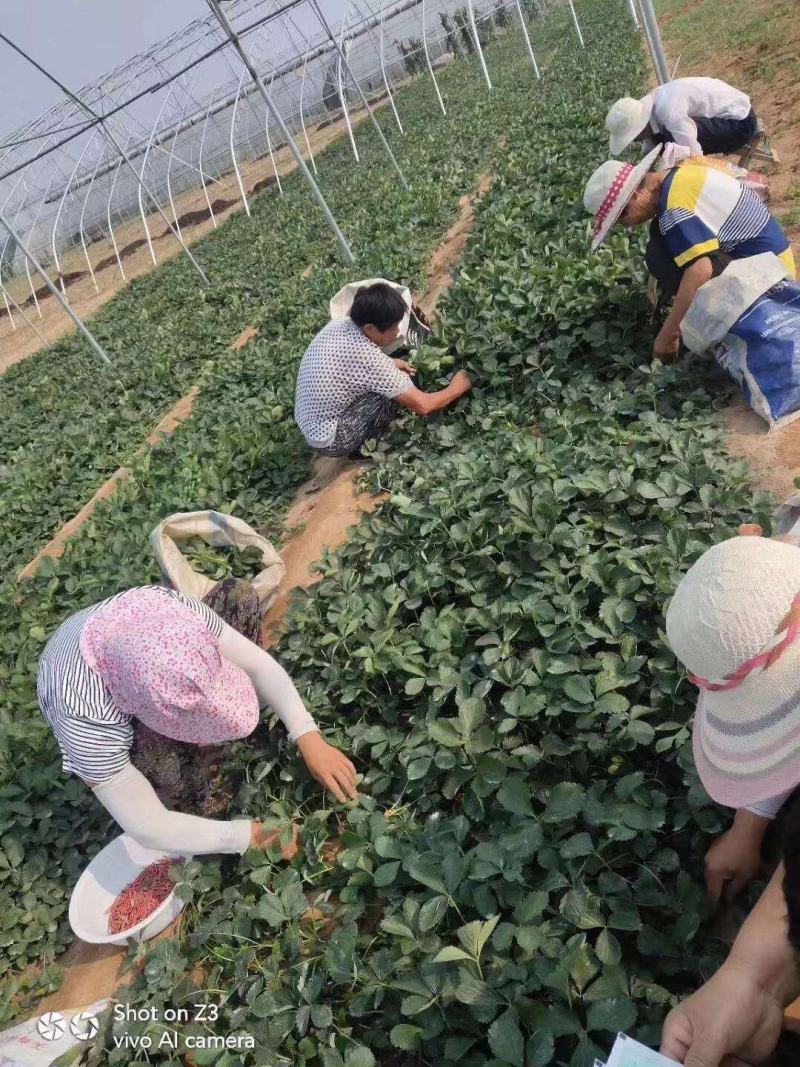 【精选】妙香7号草莓苗妙香7号草莓苗提供技术指导