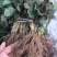 【精选】妙香7号草莓苗妙香7号草莓苗提供技术指导