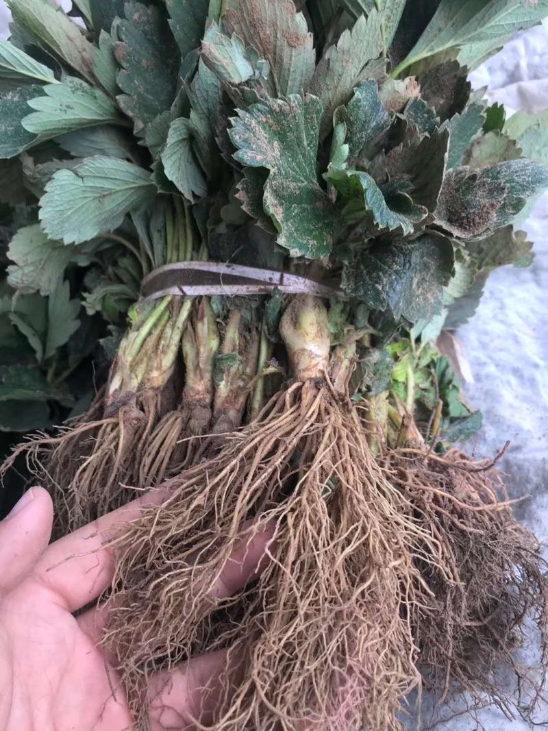 【精选】妙香7号草莓苗妙香7号草莓苗提供技术指导