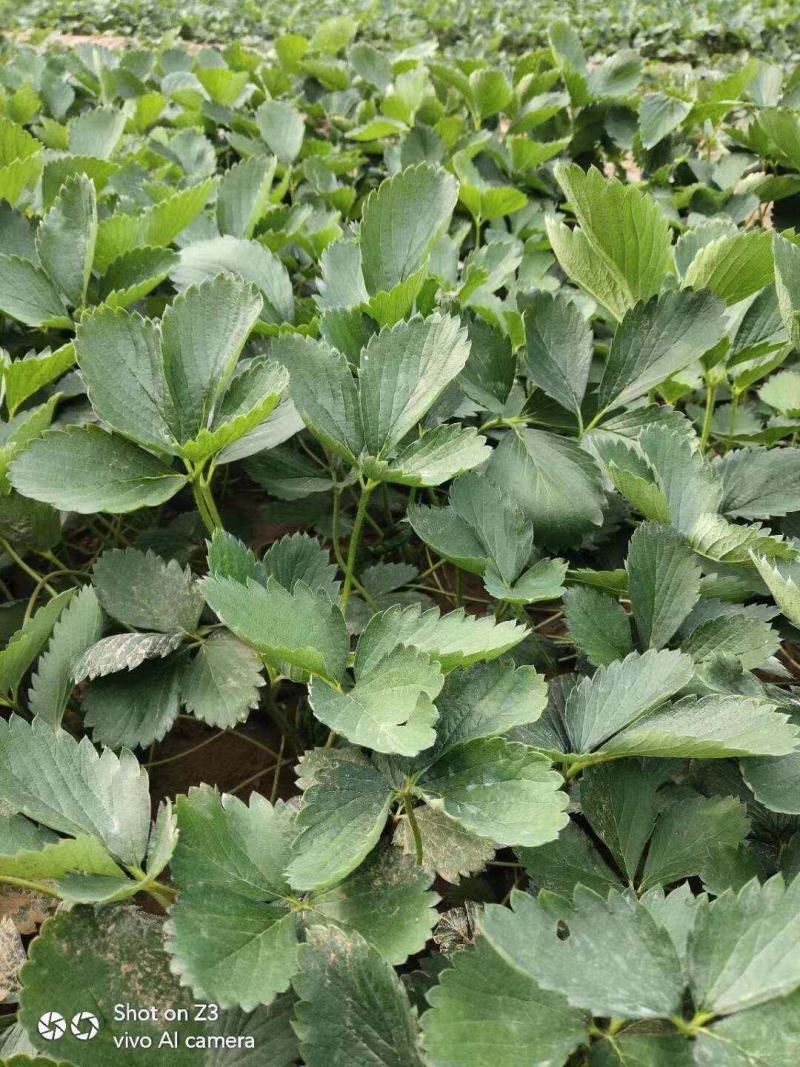 【精选】妙香7号草莓苗妙香7号草莓苗提供技术指导