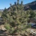 油松，油松袋苗，油松杯苗，造型油松