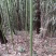 正宗苦竹上等笛子原材料