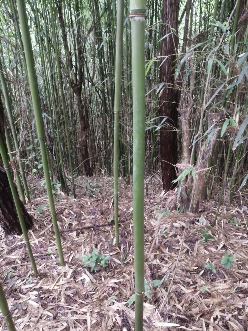 正宗苦竹上等笛子原材料