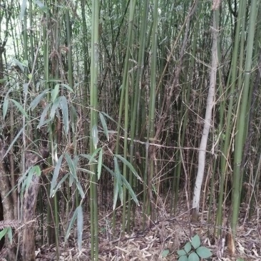 正宗苦竹上等笛子原材料