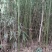 正宗苦竹上等笛子原材料