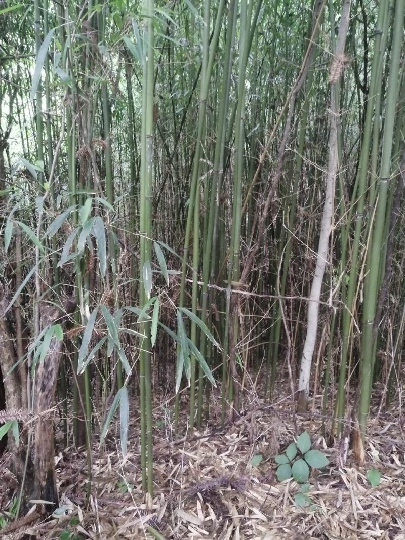 正宗苦竹上等笛子原材料