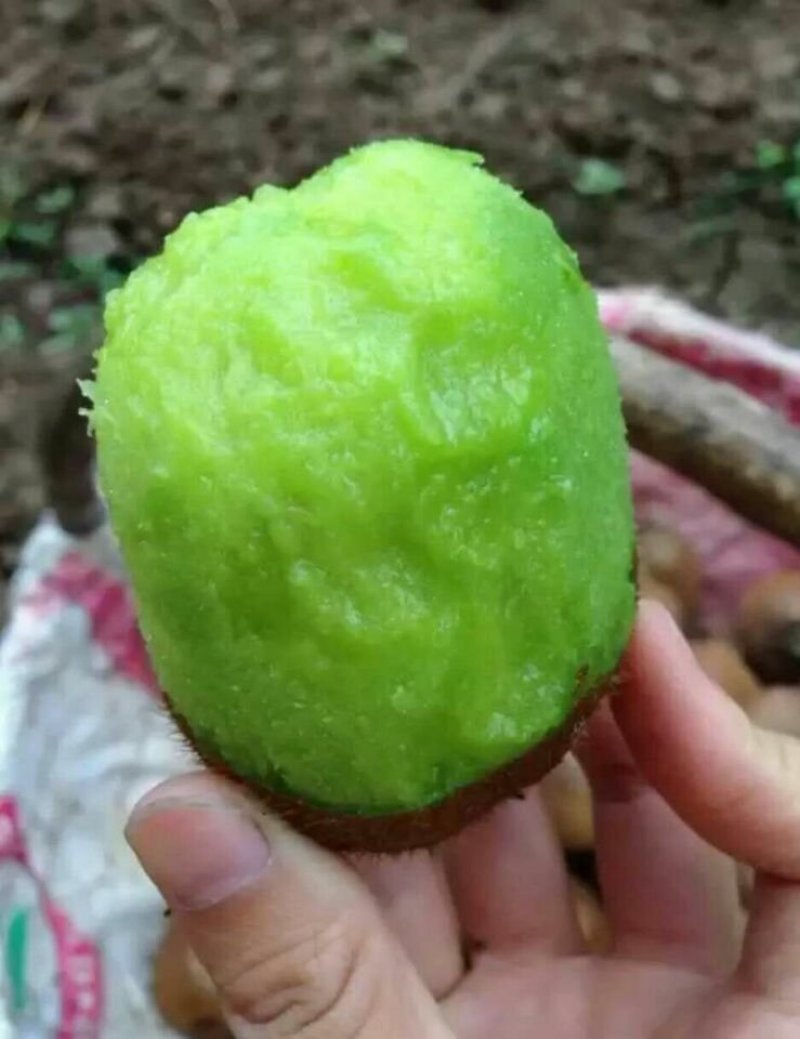 徐香猕猴桃，香甜多汁，眉县猕猴桃酸甜刚刚好