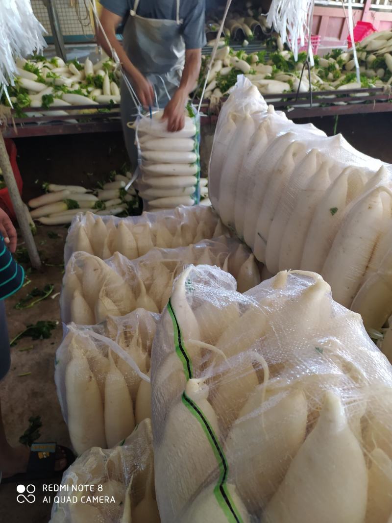 热销湖北优质白萝卜水洗预冷基地直发保质保量！