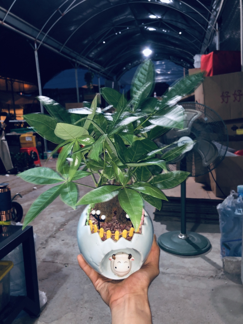 小牛三杆组合发财树，特级，好好先生园艺供应
