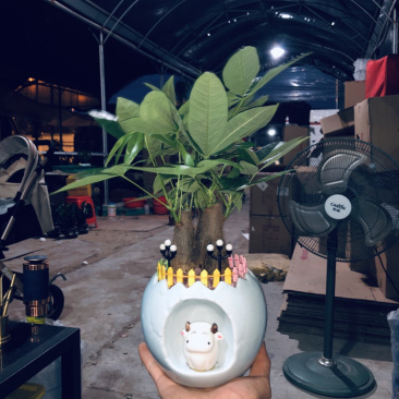 小牛三杆组合发财树，特级，好好先生园艺供应