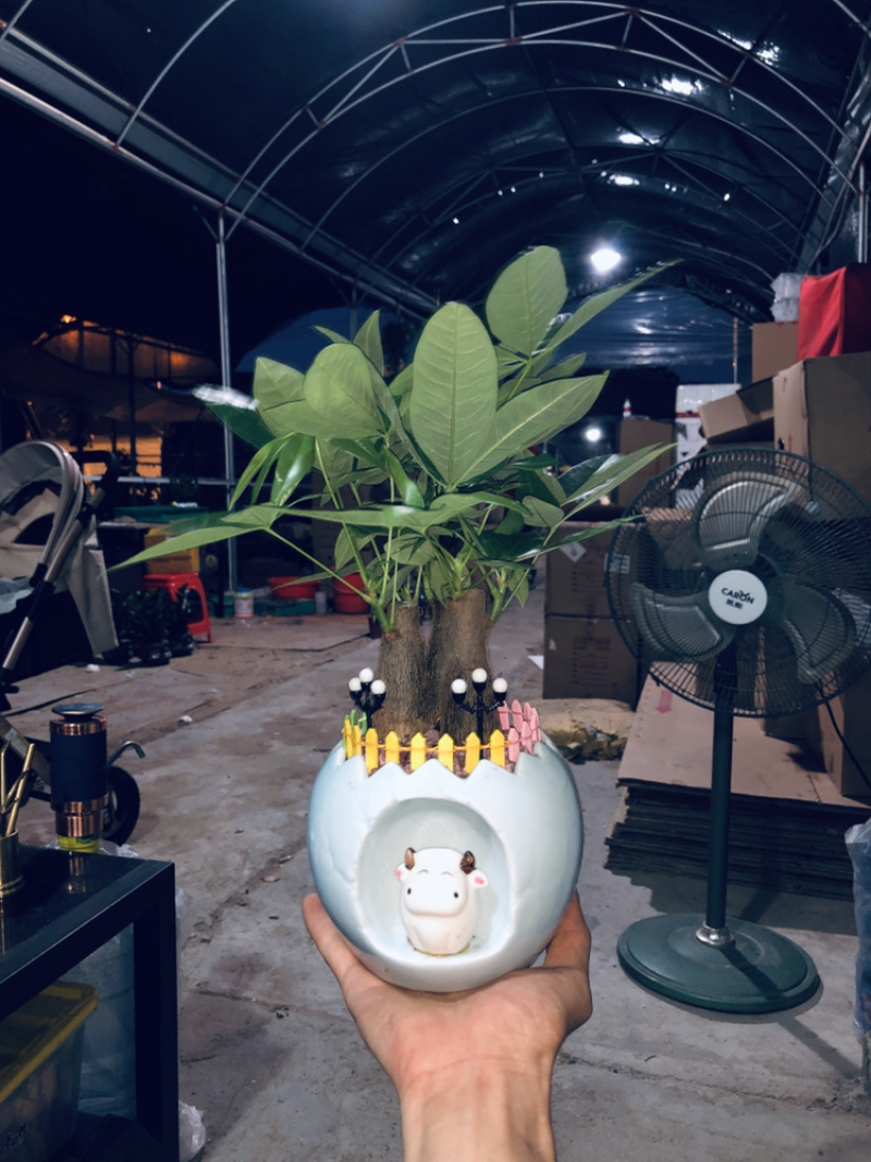 小牛三杆组合发财树，特级，好好先生园艺供应